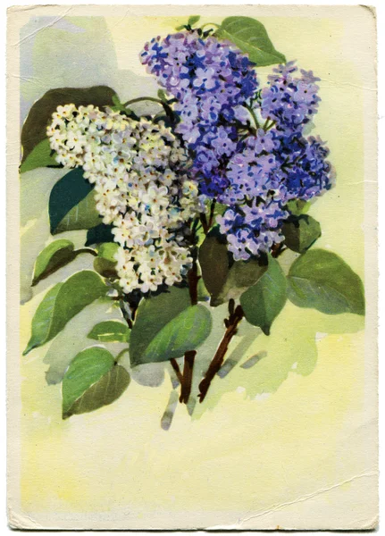 Bouquet of white and blue lilac, 1966 — Stock Photo, Image