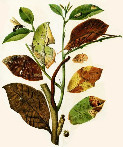 Gren af et træ med insekter, tager form af forskellige dele o - Stock-foto