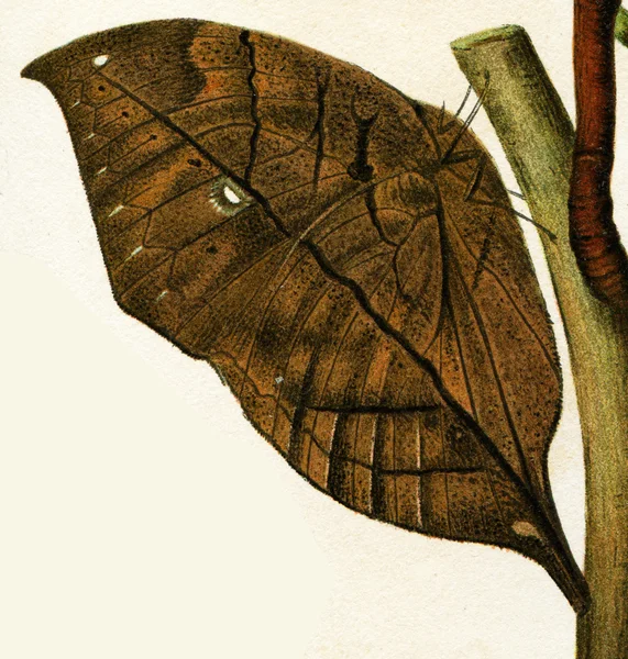 Schmetterling imitiert Blätter von Bäumen — Stockfoto