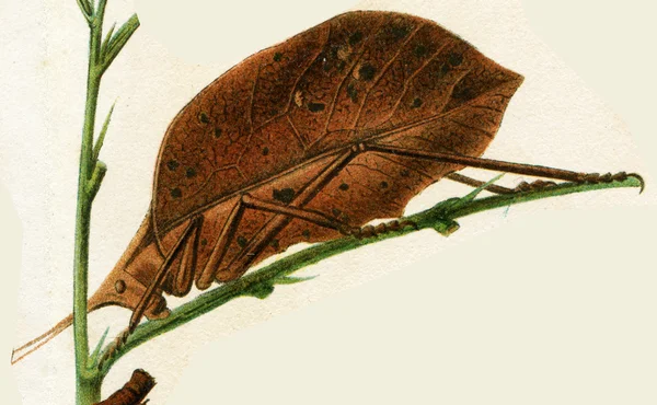 Borboleta imitando as folhas das árvores — Fotografia de Stock