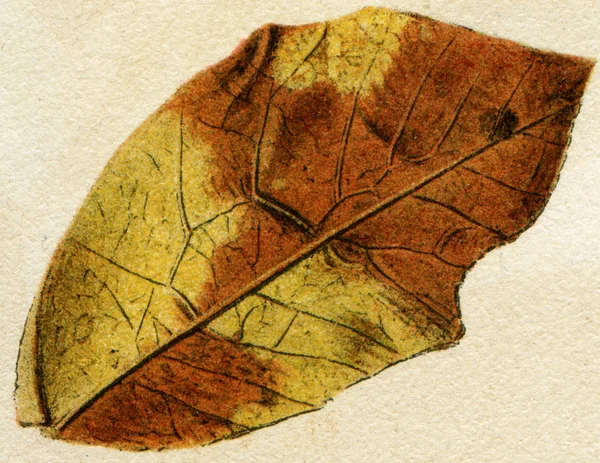 Mariposa imitando las hojas de los árboles —  Fotos de Stock