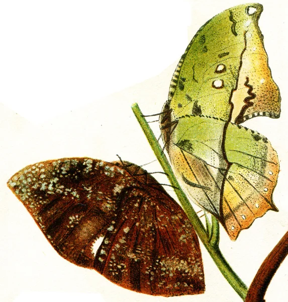 Schmetterlinge imitieren die Blätter von Bäumen — Stockfoto