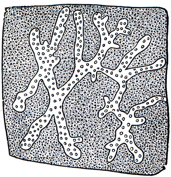 Cellule ghiandole ragno bruchi con nucleo ramificante — Foto Stock
