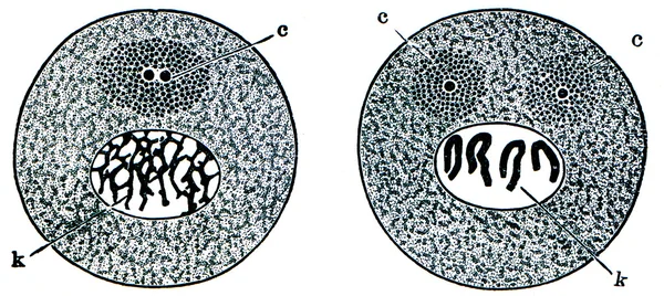 Изменения в клетках до деления — стоковое фото