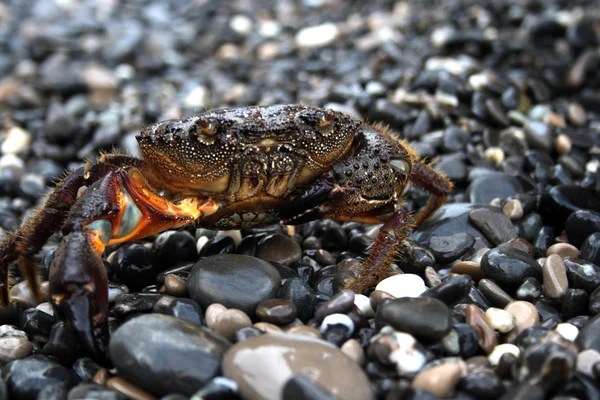 stock image Crab