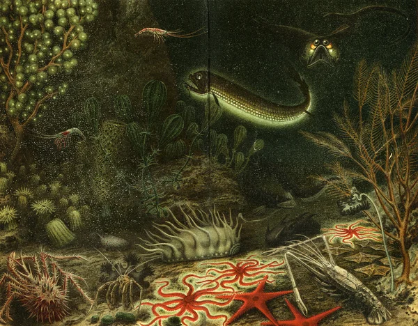 Głębinowych fauny — Zdjęcie stockowe