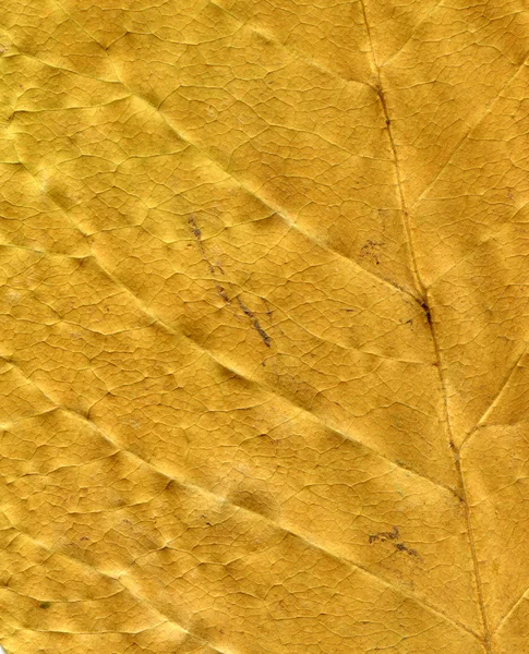 Сухий лист — стокове фото