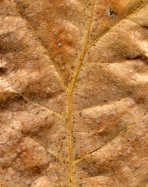 Ξηρά φύλλα — Φωτογραφία Αρχείου