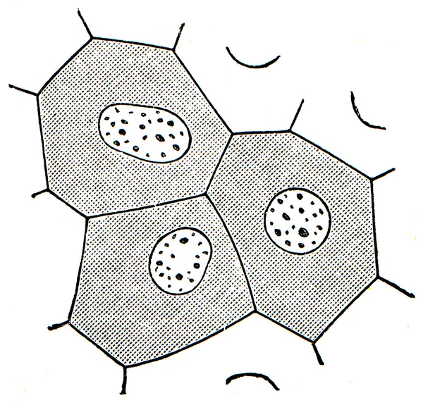 Επιθηλιακά κύτταρα στο δέρμα των βατράχων — Φωτογραφία Αρχείου