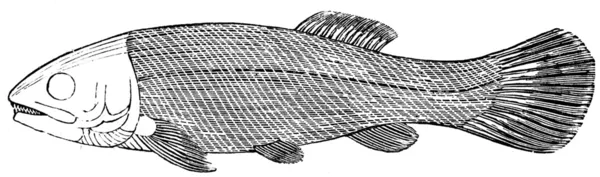 물고기 Megalurus — 스톡 사진