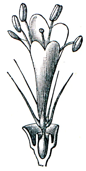 Flor de Scabiosa — Fotografia de Stock