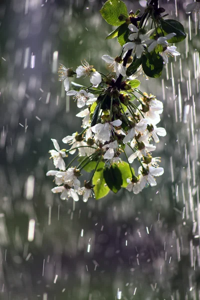 Fruit tree blossom — Stock Photo, Image