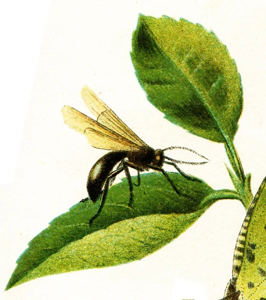 Mucha, naśladując gryzący insekty — Zdjęcie stockowe