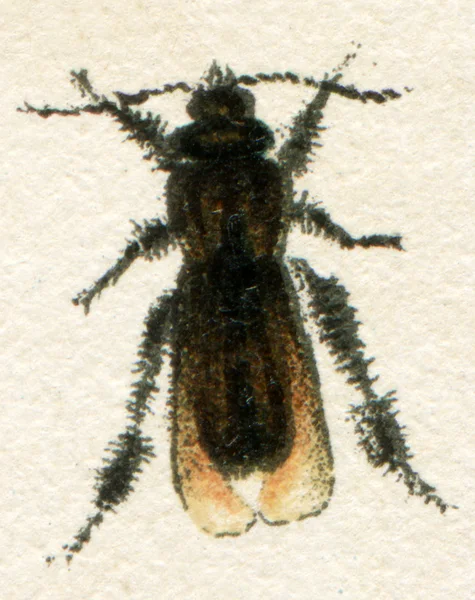 Μύγα, μιμείται δηγμάτων εντόμων — Φωτογραφία Αρχείου