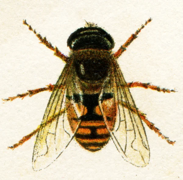 Μύγα, μιμείται δηγμάτων εντόμων — Φωτογραφία Αρχείου