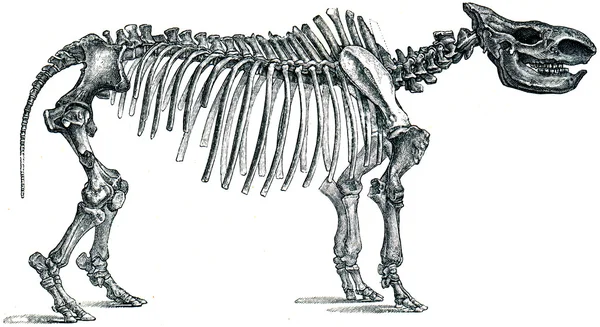 Fosil gergedan - gergedan tichohinus — Stok fotoğraf