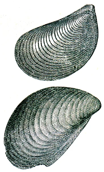 Fosílie aucella mosquensis — Stock fotografie