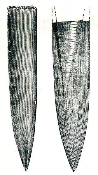 Fossils Belemnites russiensis — Stock Photo, Image