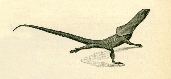 Hrdlem límcem ještěrka - chlamydosaurus kingii — Stock fotografie
