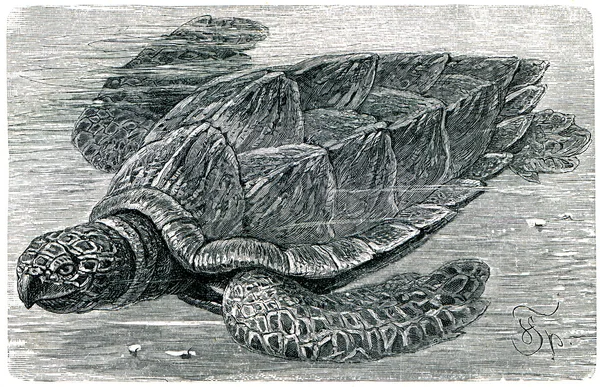 Havet karettsköldpaddan — Stockfoto