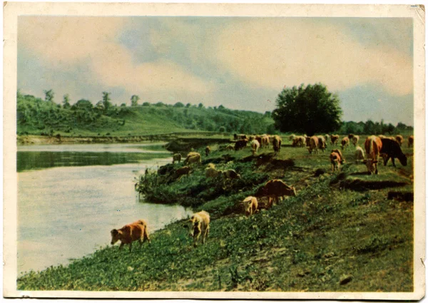 Antikes Foto, alte Postkarten — Stockfoto