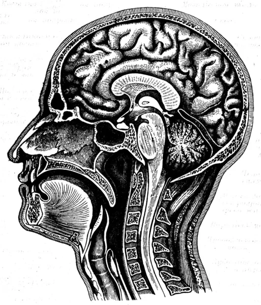 Cerebro — Foto de Stock