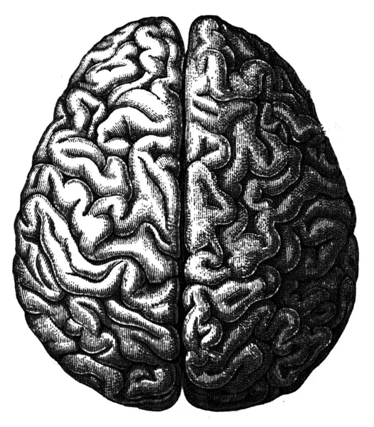 Cerebro una ilustración de la enciclopedia — Foto de Stock