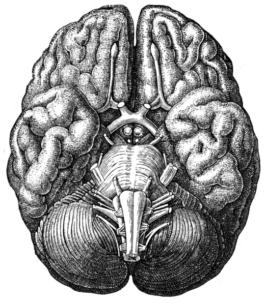 大脑 — 图库照片