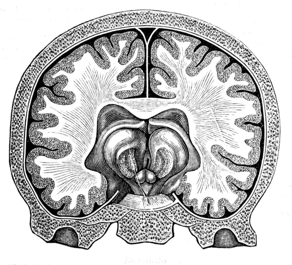 Mozek — Stock fotografie