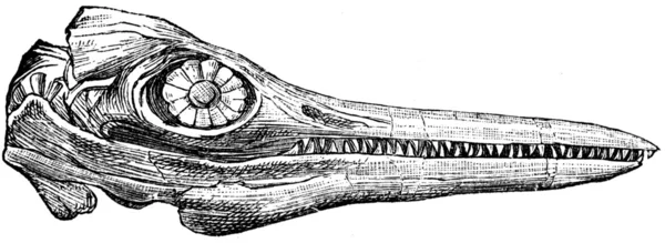 Ichthyosaur 두개골 — 스톡 사진