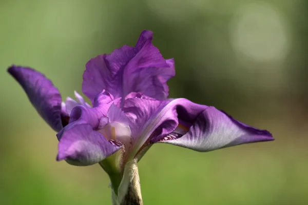 Фіолетовий ірисів — стокове фото