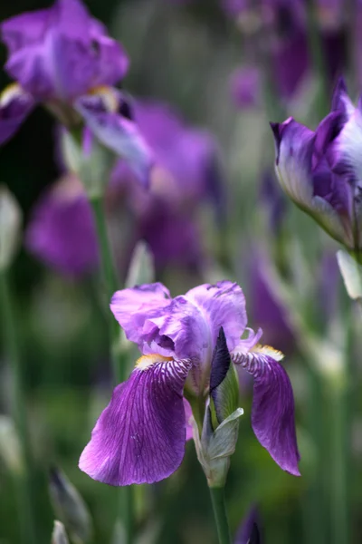 Purpurrote Schwertlilien — Stockfoto