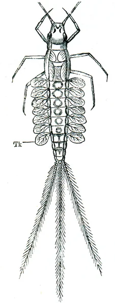 Larva Mayflies — Stock Photo, Image