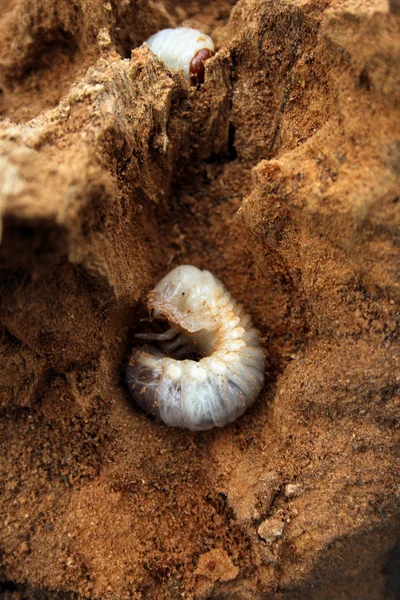 stock image Big larva