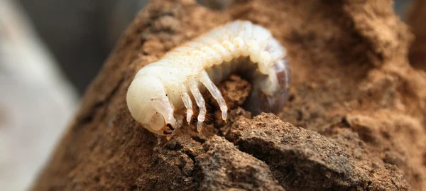 Larva grande — Fotografia de Stock