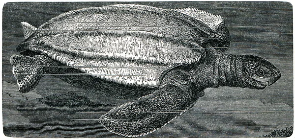 Tartaruga marinha de couro — Fotografia de Stock