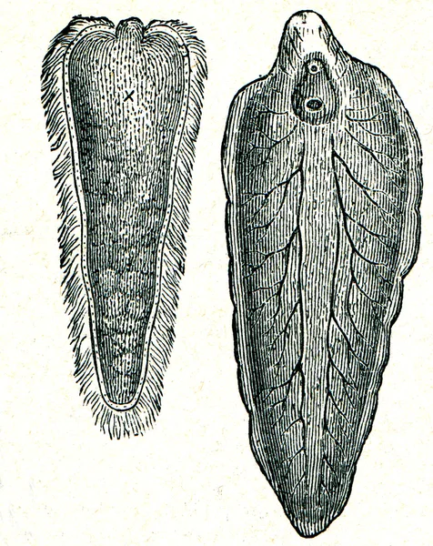 Liver fluke (Distomum hepaticum) together with larvae — Stock Photo, Image