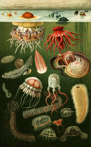 Fauna marinha — Fotografia de Stock