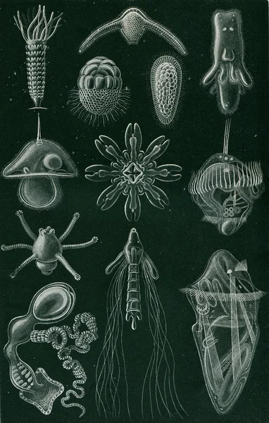 Marine larvae — Stock Photo, Image