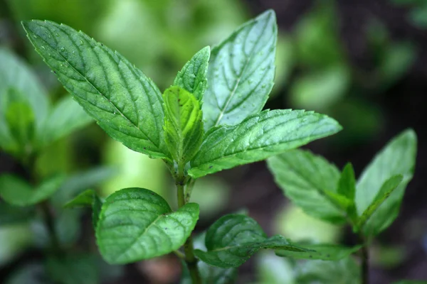 Fresh mint herb in a pot — Stock Photo, Image