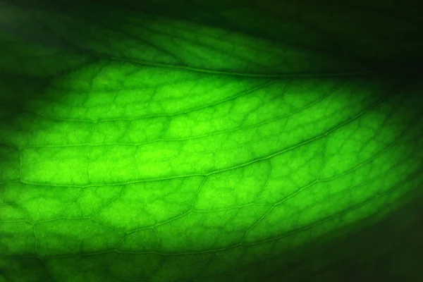 Close-up de uma folha verde — Fotografia de Stock
