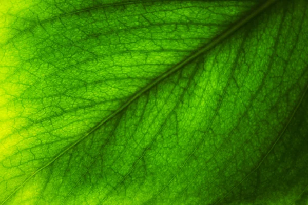 Close-up de uma folha verde — Fotografia de Stock