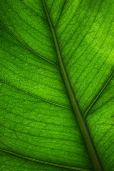 Κοντινό πλάνο πράσινου φύλλου — Φωτογραφία Αρχείου