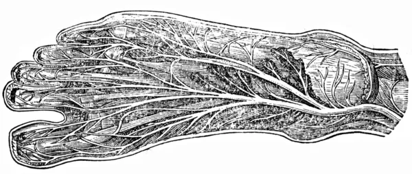 Нервы стопы — стоковое фото