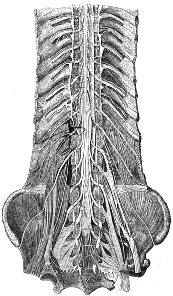 Nerves of the lower trunk, the spinal canal is open, front view — Stock Photo, Image