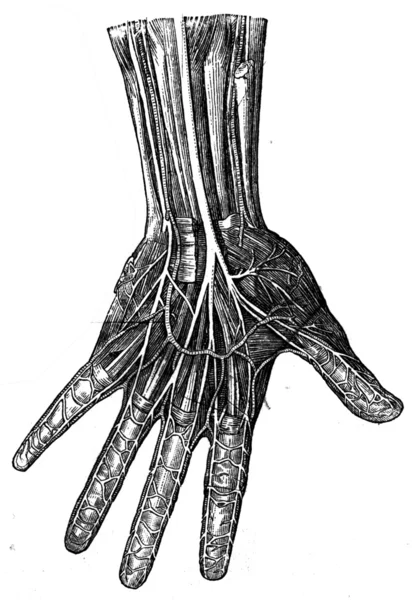 Nervi del palmo della mano — Foto Stock