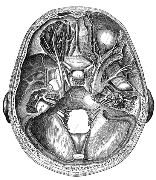Nerves of the skull base — Stock Photo, Image