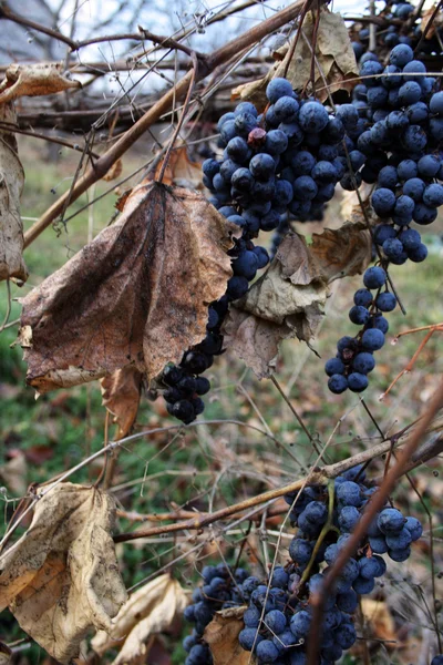 Uvas não colhidas — Fotografia de Stock