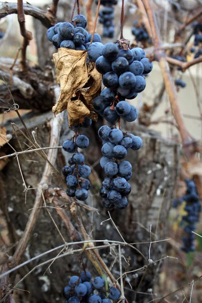 Nie zbierane winogrona — Zdjęcie stockowe