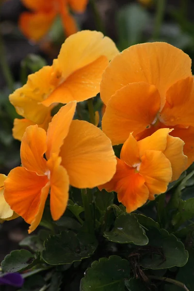 Belle fleur orange — Photo